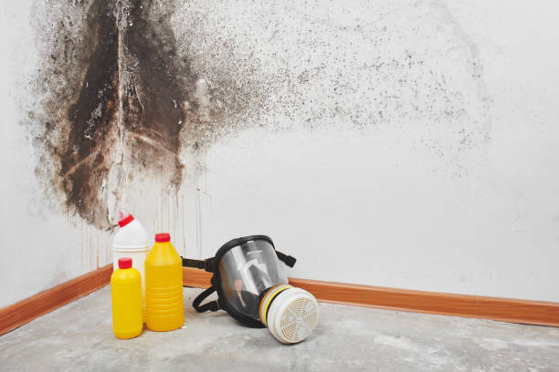 Best Post-Flood Mold Remediation in Humble, TX