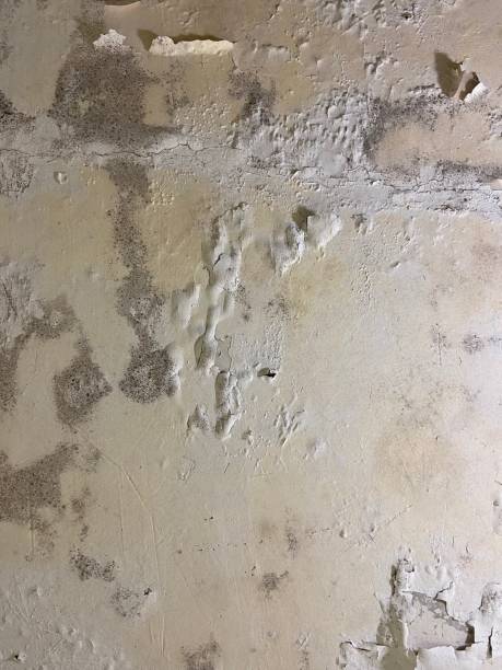 Best Black Mold Remediation in Humble, TX