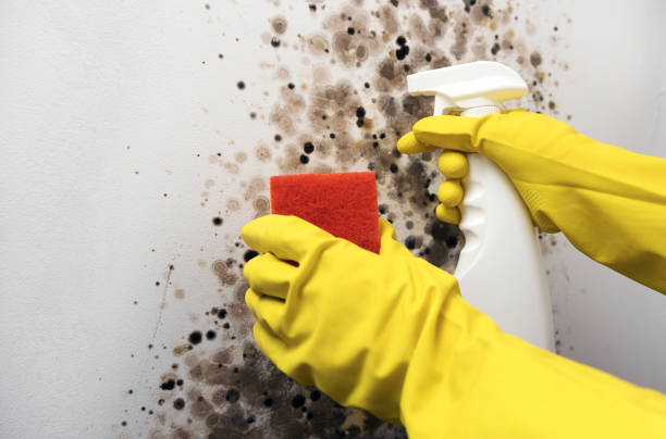 Humble, TX Mold Remediation Company