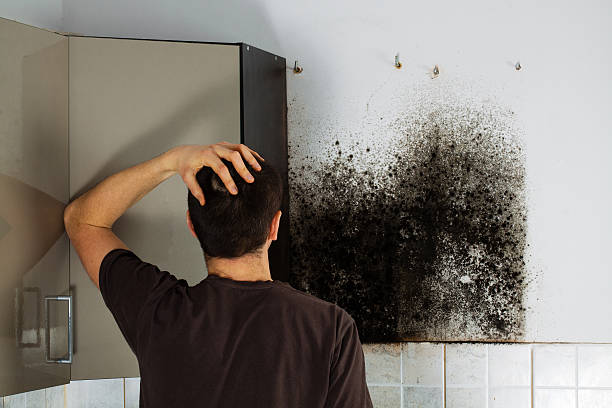 Best Mold Testing and Inspection Services in Humble, TX