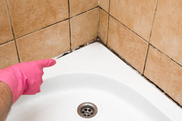 Best Post-Flood Mold Remediation in Humble, TX